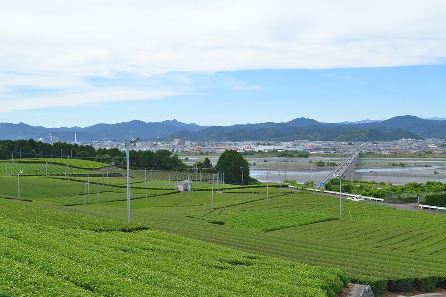 Tea fields on the Makinohara plateau above the Ōi River, Shimada
